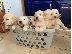 PoulaTo: Εγγεγραμμένα κουτάβια Golden Retriever