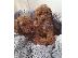 PoulaTo: Cavoodle Puppies