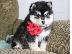 PoulaTo: Pomsky Puppies