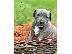 PoulaTo: Pitbull Puppies