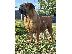 PoulaTo: Νοτιοαφρικανικός Μαστίφ – Κουτάβια Boerboel