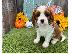 PoulaTo: Κουτάβια Cavalier King Charles Spaniel