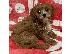 PoulaTo: Cavapoo Puppies