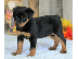 PoulaTo: Προσιτά κουτάβια Rottweiler