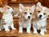 PoulaTo: Αξιολάτρευτα ουαλικά κουτάβια Pembroke Corgi