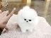 PoulaTo: Pomeranian all kc reg.