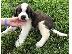 PoulaTo: St Bernard puppies