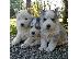 PoulaTo: Siberian Husky Puppies Available