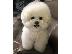 PoulaTo: Poochon Puppies