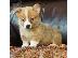 PoulaTo: Pembrock welsh Puppies