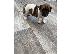 PoulaTo: Κουτάβια Parson Jack Russell Terrier