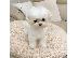 PoulaTo: Maltese Puppies Available