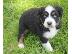 PoulaTo: Australia Shepherd Puppies
