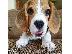 PoulaTo: Πωλούνται πανέμορφα κουτάβια beagle