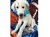 PoulaTo: Akbash Puppies