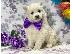 PoulaTo: American Eskimo Puppies