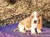 PoulaTo: Australian Shepherd Puppies