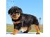 PoulaTo: Rottweiler Puppies