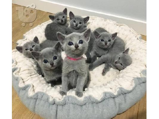 PoulaTo: αρσενικά και θηλυκά ρωσικά μπλε γατάκια προς πώληση