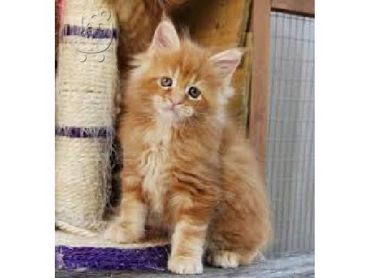 PoulaTo: Ποιότητα Maine Coon Kitten