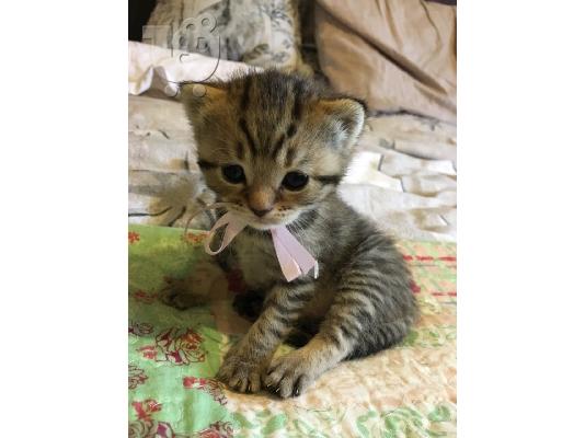 PoulaTo: Ασημένια γατάκια γατάκια προς πώληση