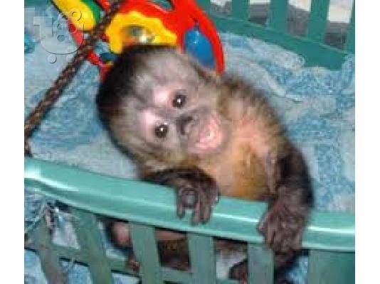 PoulaTo: μαϊμού καπουτσίνα μωρού 299€