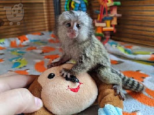 PoulaTo: lovely baby marmoset monkey for 299€