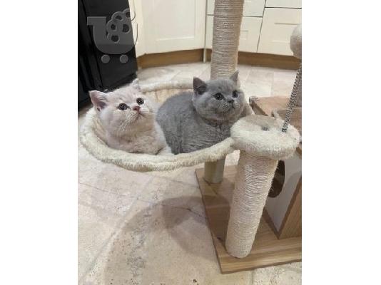 PoulaTo: fluffy british shorthair kittens