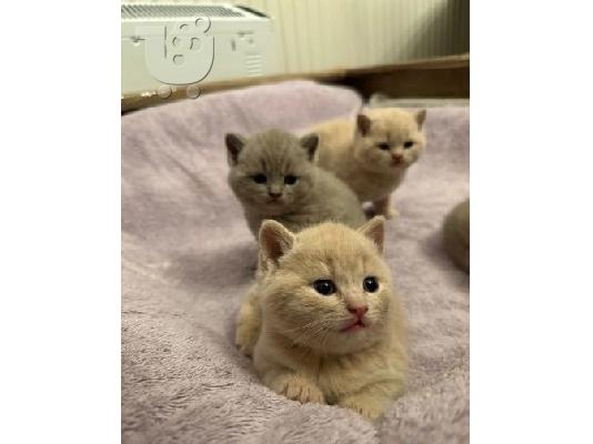 PoulaTo: healthy kittens for adoption