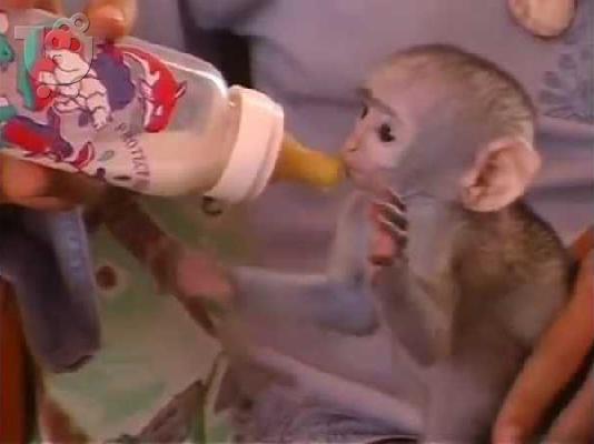 PoulaTo: Πίθηκοι καπουτσίνων για υιοθεσία.
