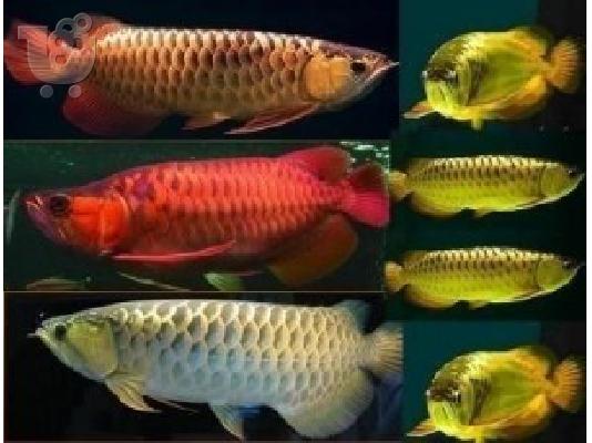 PoulaTo: Σούπερ κόκκινο, χρυσό, ασήμι, ασιατική Red Arowana ψάρια