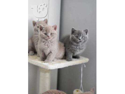 PoulaTo: vaccinated kittens for adoption