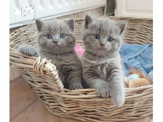 PoulaTo: Home Raised British Shorthair Kittens Available.