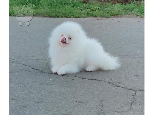 PoulaTo: υπέροχα κουτάβια Pomeranian