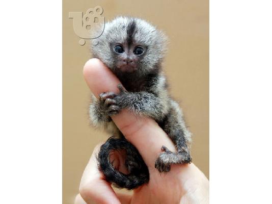 PoulaTo: Διαθέσιμοι χαριτωμένοι και υπέροχοι μαϊμούδες Marmoset και Capuchin