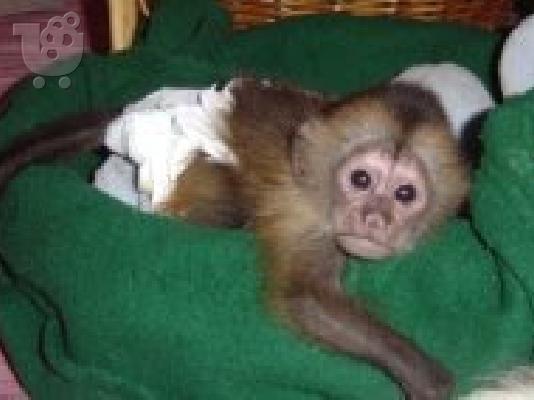PoulaTo: μαϊμού καπουτσίνα μωρού 300 €