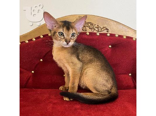 PoulaTo: υπέροχα Abyssinian Kittens