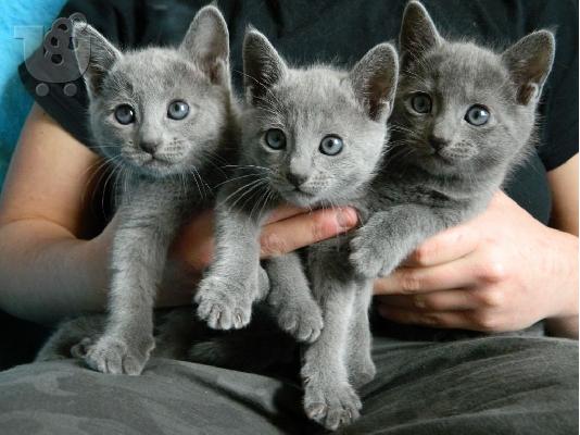 Russian blue kitten - Ρωσικό μπλε γατάκι