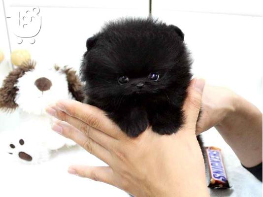 PoulaTo: Πανέμορφα κουτάβια τσαγιού Pomeranian προς πώληση ή υιοθεσία.