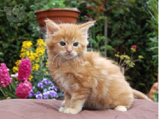 PoulaTo: Maine Coon γατάκια για υιοθεσία