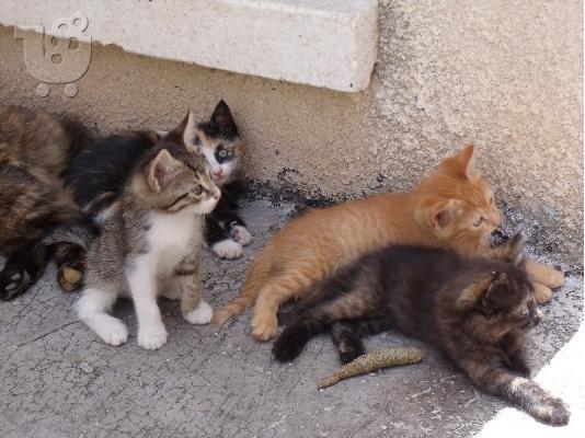 PoulaTo: Αρσενικά και θηλυκά γατάκια του Αιγαίου είναι έτοιμα να πάνε σε παντοτινά σπίτια.