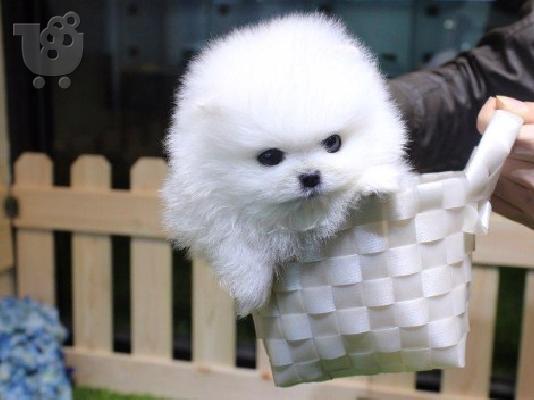PoulaTo: Εξαιρετικό φλιτζάνι τσαγιού Pomeranian κουτάβια για υιοθεσία και δώρο
