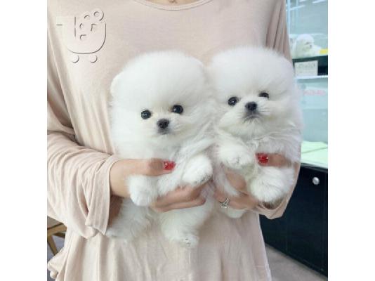 PoulaTo: Επικοινωνήστε μαζί μου μέσω Viber:+63-945-413-6749 T-Cup Pomeranian Pups