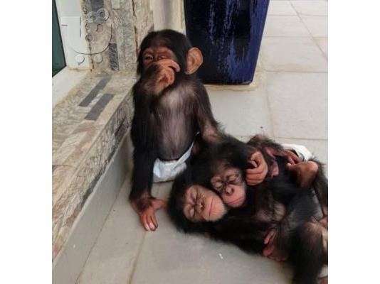 PoulaTo: Lovely Chimpanzee Monkeys for Sale