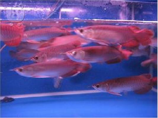 PoulaTo: Healthy Aquarium Arowana fishes available for sale