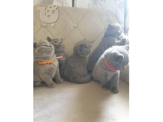 PoulaTo: male and female british shorthair kittens