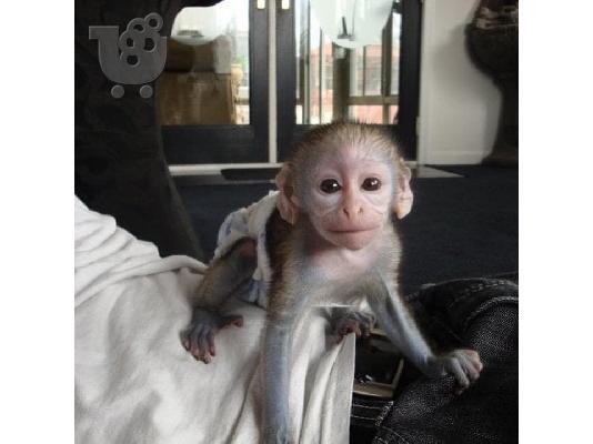 PoulaTo: Αξιολάτρευτος πίθηκος καπουτσίνος για υιοθεσία.