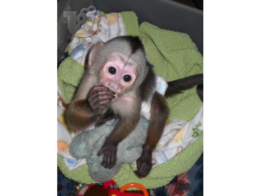 PoulaTo: Χαριτωμένος θηλυκός πίθηκος καπουτσίνος USDA