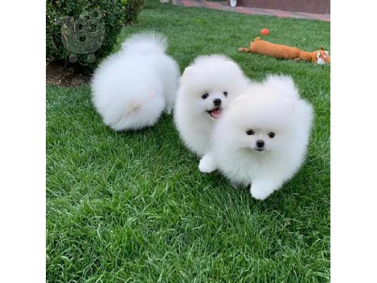 PoulaTo: Φλυτζάνι τσαγιού Pomeranian Pups Διαθέσιμα