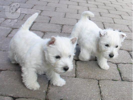 PoulaTo: Διαθέσιμα κουτάβια Magnificent West Highland White Terrier